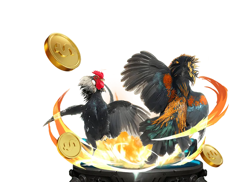 Đá gà cựa dao chuyên nghiệp